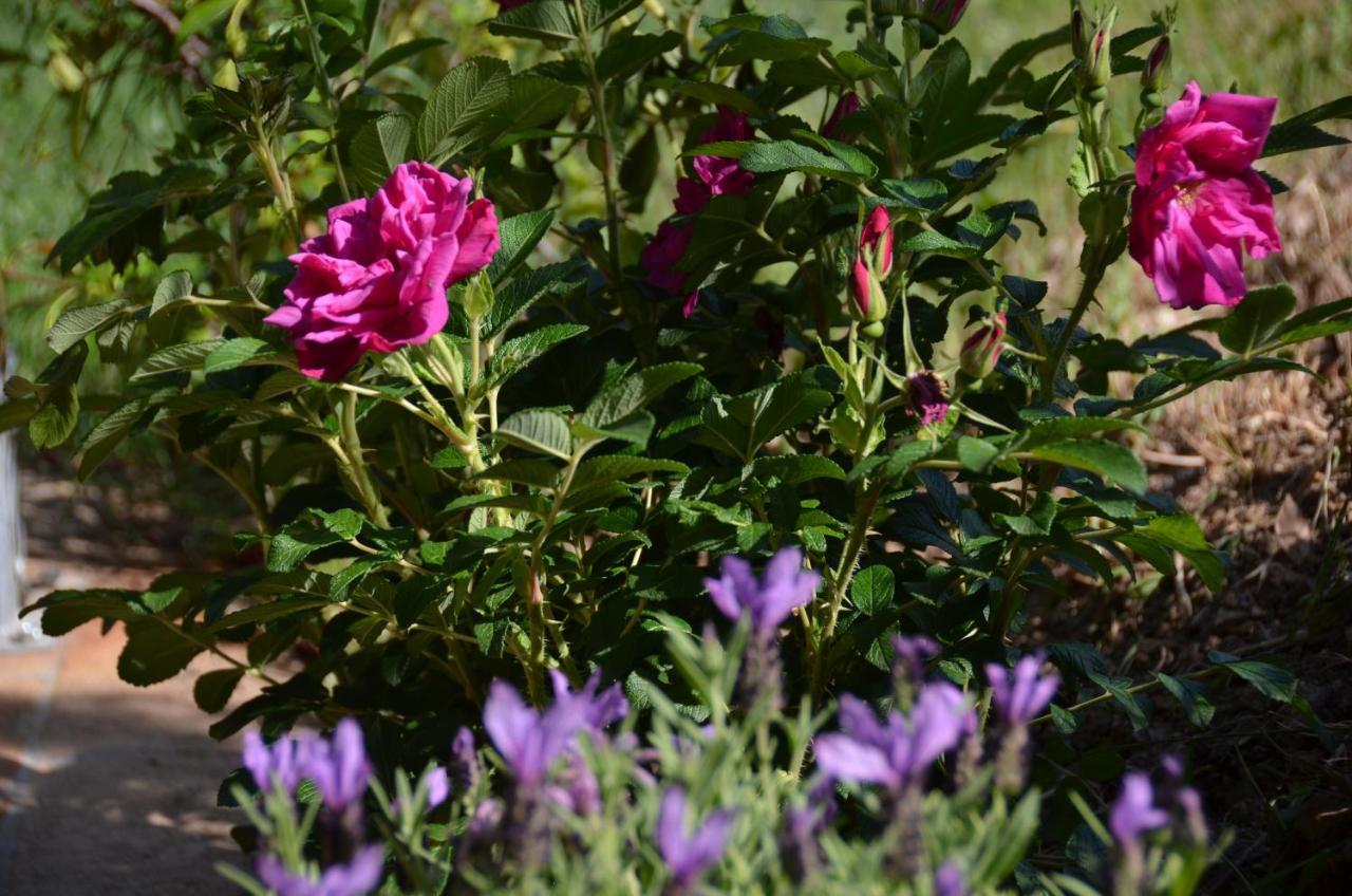 Il Venaio Bed & Breakfast Massa Marittima Bagian luar foto